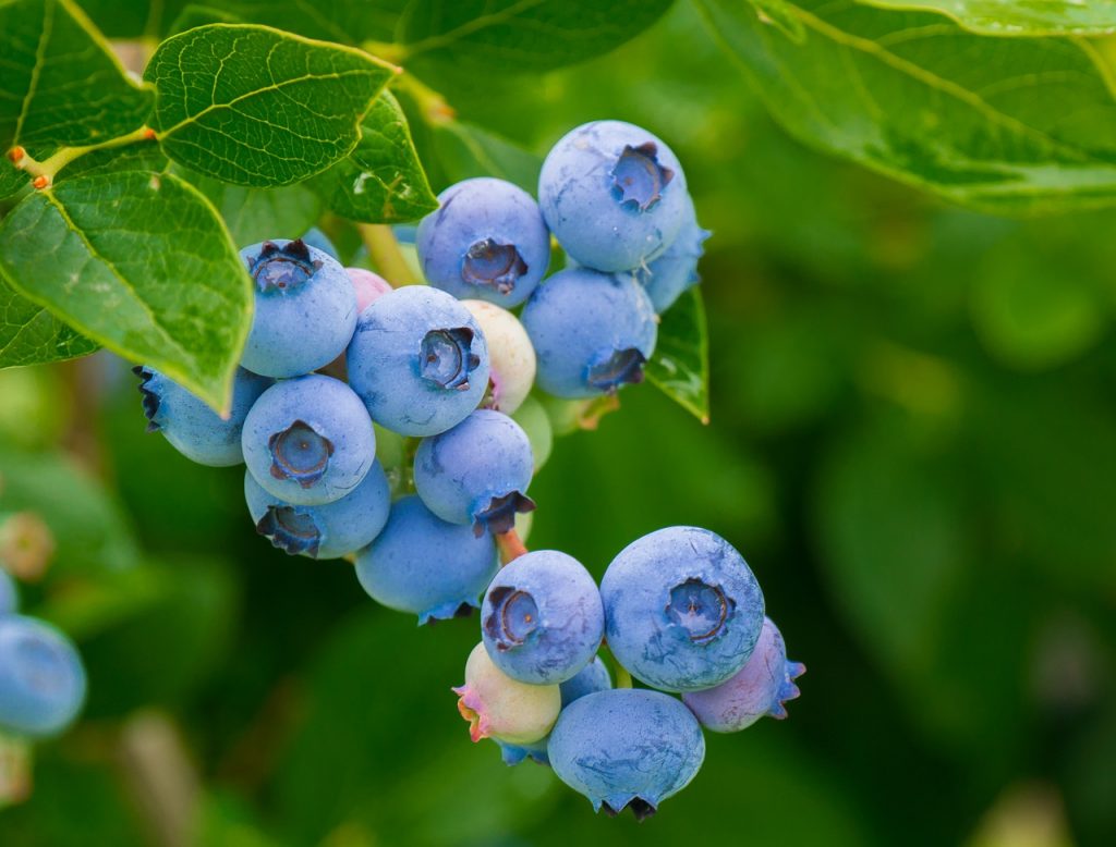 Antioxidants in skincare